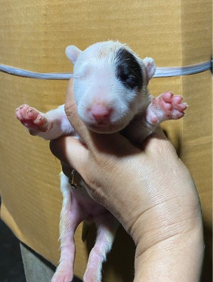 บูลเทอเรีย รูปที่ 2