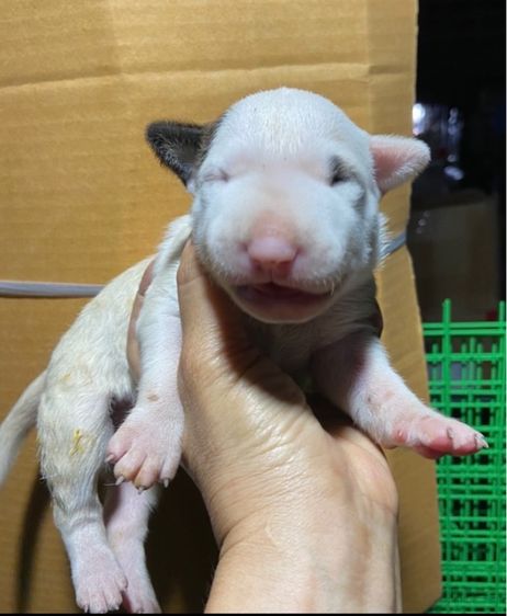 บูลเทอเรีย รูปที่ 6