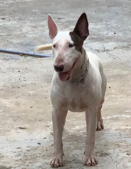 บูลเทอเรีย รูปที่ 12