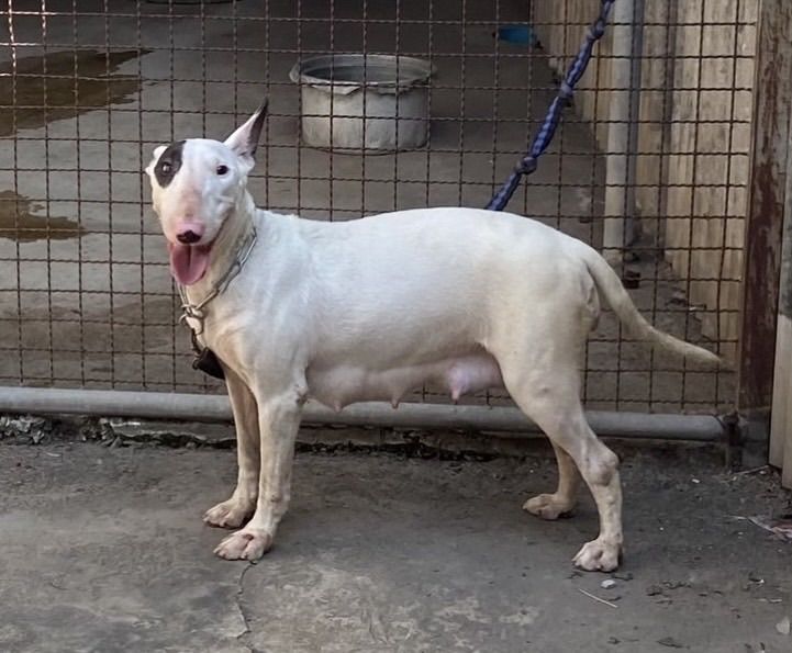 บูลเทอเรีย รูปที่ 9