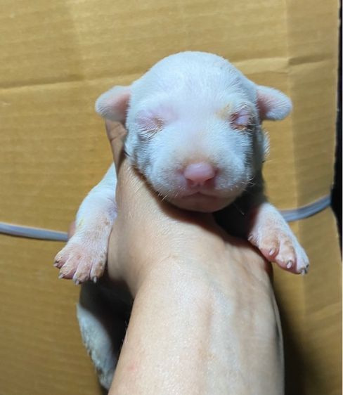 บูลเทอเรีย รูปที่ 3