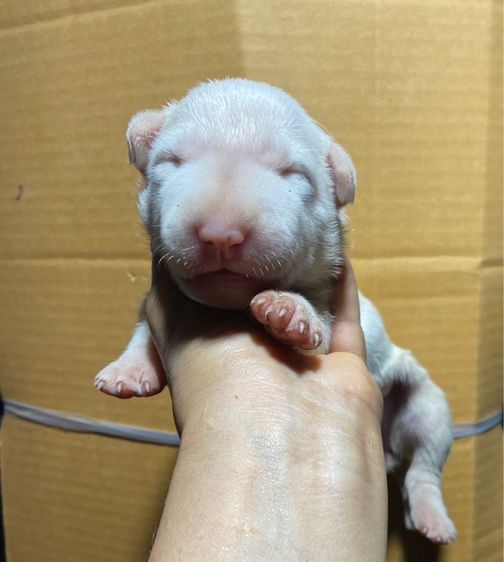 บูลเทอเรีย รูปที่ 8