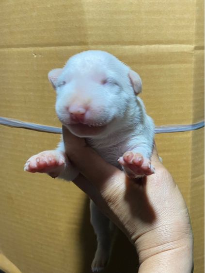 บูลเทอเรีย รูปที่ 7