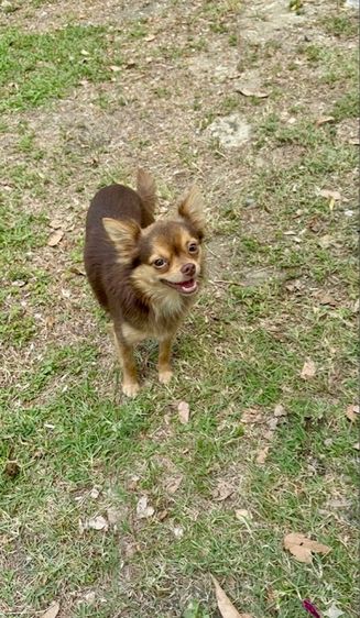 ชิวาวา (Chihuahua) เล็ก ชิวาวา เด็กชาย เลี้ยงเล่นเป็นเพื่อน 