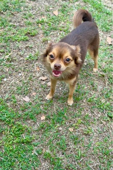 ชิวาวา เด็กชาย เลี้ยงเล่นเป็นเพื่อน  รูปที่ 3