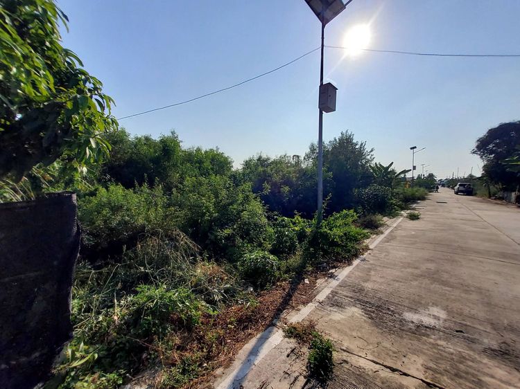 ขายด่วนที่ดินถนนฤชุพันธุ์ 568 ตรว ติดถนนคอนกรีตสาธารณะ ซ.ฤชุพันธุ์ 4 อ.ไทรน้อย จ.นนทบุรี  รูปที่ 3
