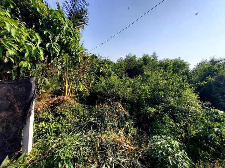 ขายด่วนที่ดินถนนฤชุพันธุ์ 568 ตรว ติดถนนคอนกรีตสาธารณะ ซ.ฤชุพันธุ์ 4 อ.ไทรน้อย จ.นนทบุรี  รูปที่ 4