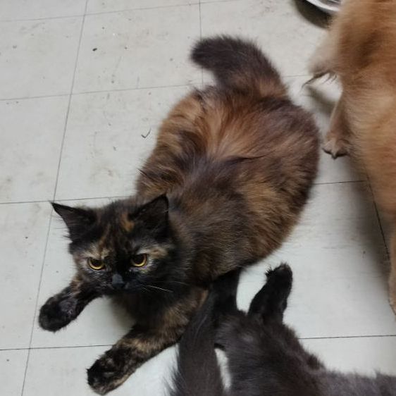 เปอแท้ รูปที่ 3