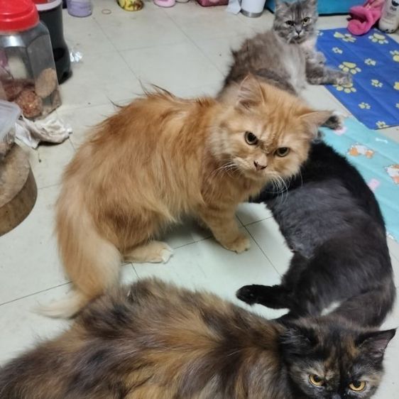 เปอร์เซีย (Persian) เปอแท้