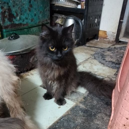 เปอแท้ รูปที่ 6