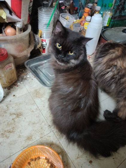 เปอแท้ รูปที่ 5