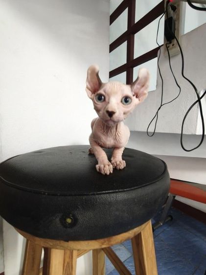 ดช.สฟิงซ์เอลฟ์ รูปที่ 8