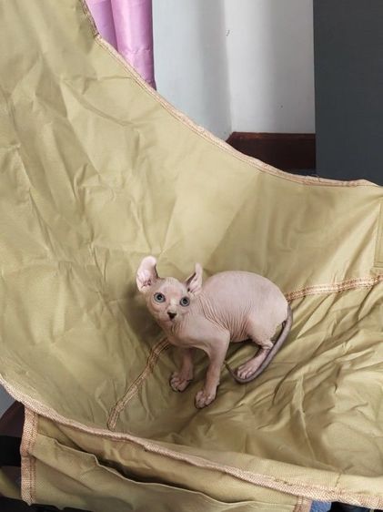 ดช.สฟิงซ์เอลฟ์ รูปที่ 2