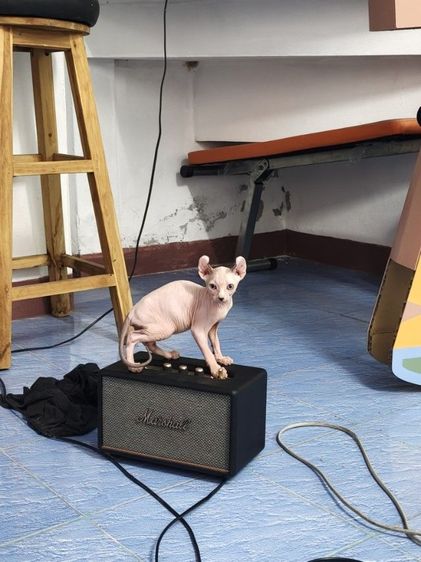 ดช.สฟิงซ์เอลฟ์ รูปที่ 6