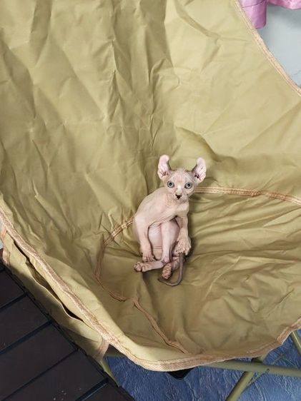 ดช.สฟิงซ์เอลฟ์ รูปที่ 4