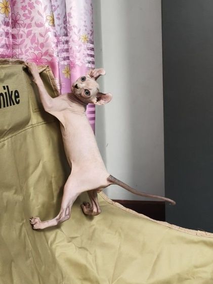 ดช.สฟิงซ์เอลฟ์ รูปที่ 3