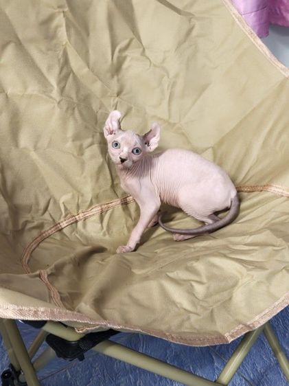 ดช.สฟิงซ์เอลฟ์