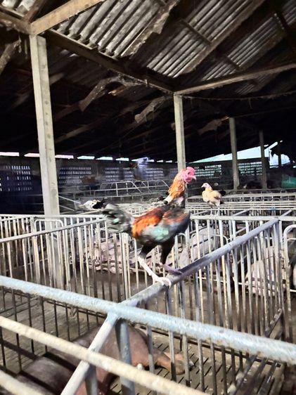 ไก่ชนแคระ รูปที่ 10