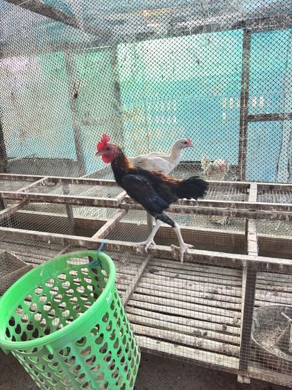 ไก่ชนแคระ รูปที่ 3