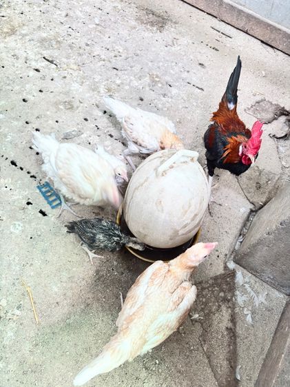 ไก่ชนแคระ รูปที่ 4