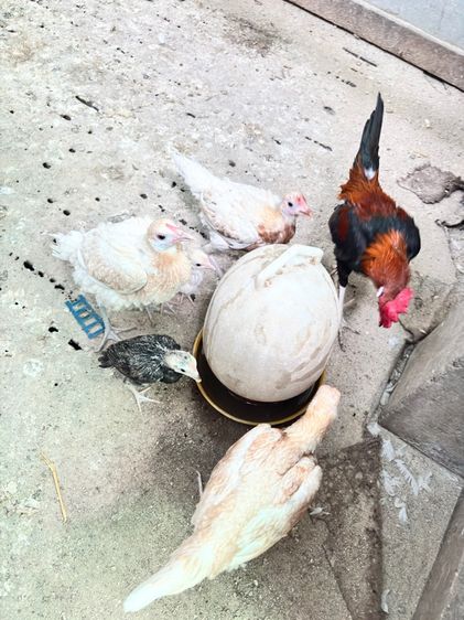 ไก่ชนแคระ