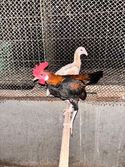 ไก่ชนแคระ รูปที่ 15