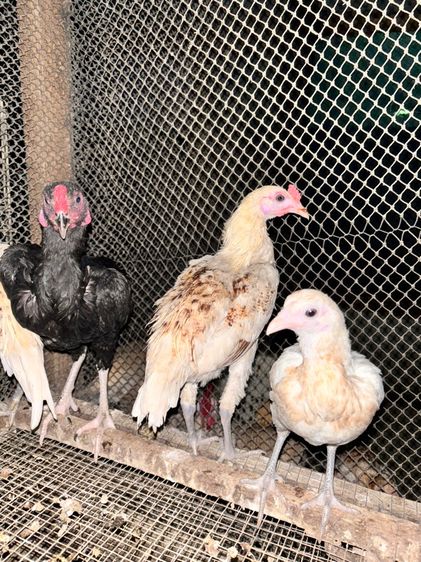 ไก่ชนแคระ รูปที่ 7