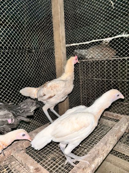 ไก่ชนแคระ รูปที่ 5