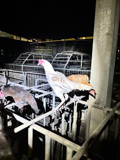 ไก่ชนแคระ รูปที่ 8