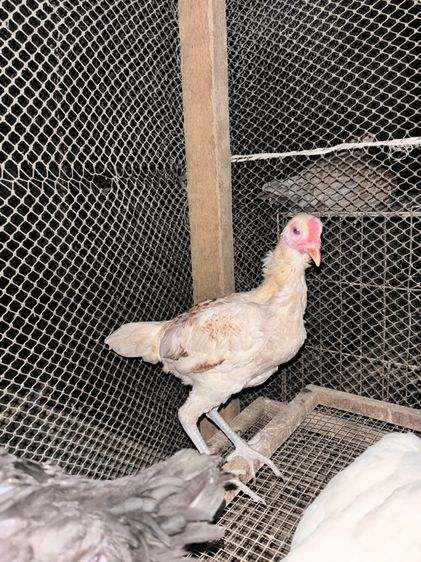 ไก่ชนแคระ รูปที่ 6