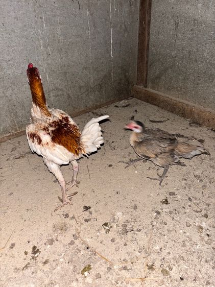 ไก่ชนแคระ รูปที่ 17