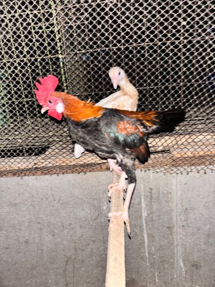 ไก่ชนแคระ รูปที่ 12