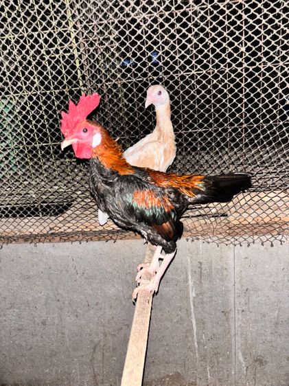ไก่ชนแคระ รูปที่ 11