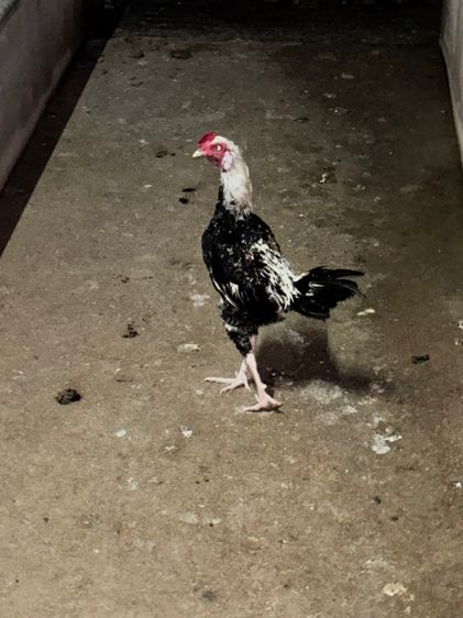 ไก่ชนแคระ รูปที่ 9