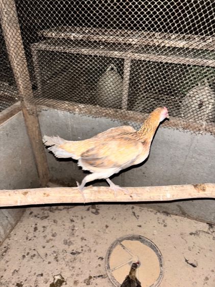 ไก่ชนแคระ รูปที่ 16