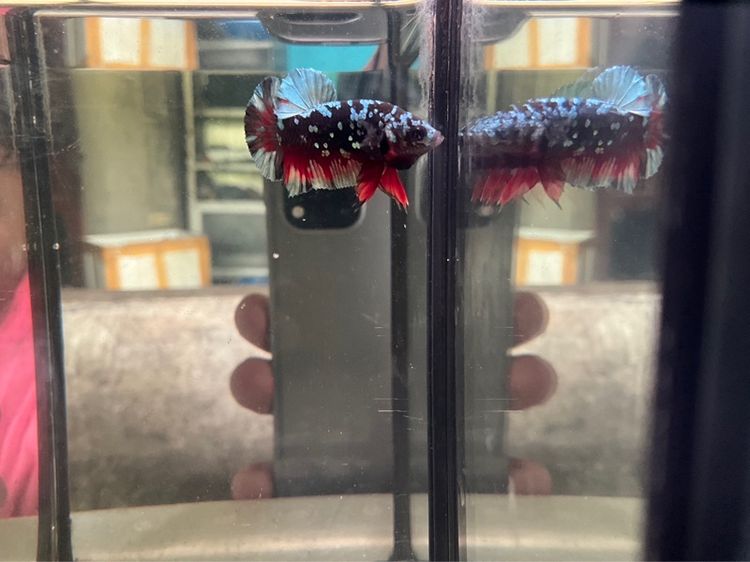 ปลากัด มุกทอง