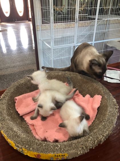 แมว วิเชียรมาร รูปที่ 6