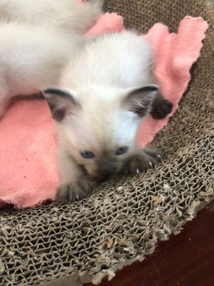 แมว วิเชียรมาร รูปที่ 3