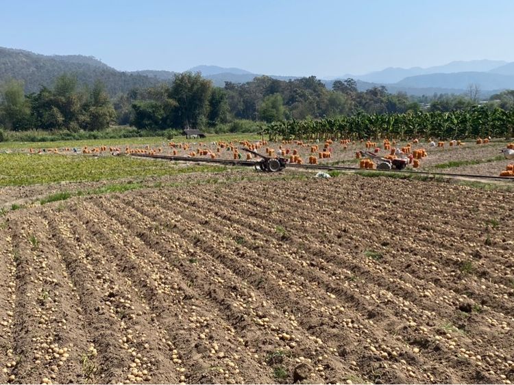 ที่ดินติดถนนหลวง เชียงใหม่-พร้าว รูปที่ 2