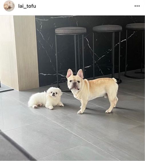 Meeting Table โต๊ะประชุม ไม้จริง ไม้แอช โดยช่างฝีมือคนไทย ราคาโรงงาน รูปที่ 15