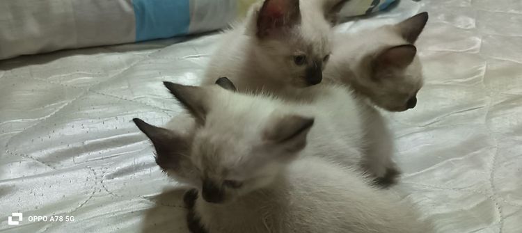 หาบ้านให้น้องเป็นวิเชียรมาศหางกวักทั้งผู้เมียอายุ 3เดือนทานนมเองได้และอาหารเปียกมีตัวผู้ 2 ตัวเมีย 2สนใจต่อรองได้ยกคอก 1,500 บาท รูปที่ 5