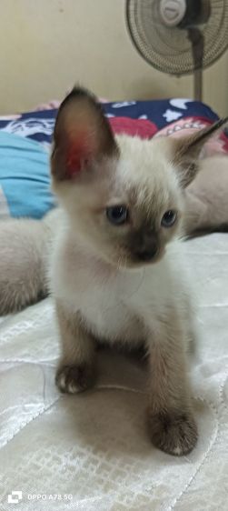 หาบ้านให้น้องเป็นวิเชียรมาศหางกวักทั้งผู้เมียอายุ 3เดือนทานนมเองได้และอาหารเปียกมีตัวผู้ 2 ตัวเมีย 2สนใจต่อรองได้ยกคอก 1,500 บาท รูปที่ 2