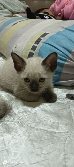 หาบ้านให้น้องเป็นวิเชียรมาศหางกวักทั้งผู้เมียอายุ 3เดือนทานนมเองได้และอาหารเปียกมีตัวผู้ 2 ตัวเมีย 2สนใจต่อรองได้ยกคอก 1,500 บาท รูปที่ 3