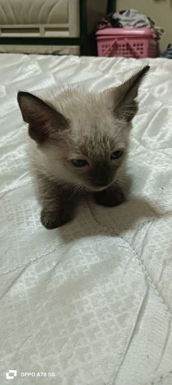 หาบ้านให้น้องเป็นวิเชียรมาศหางกวักทั้งผู้เมียอายุ 3เดือนทานนมเองได้และอาหารเปียกมีตัวผู้ 2 ตัวเมีย 2สนใจต่อรองได้ยกคอก 1,500 บาท รูปที่ 4