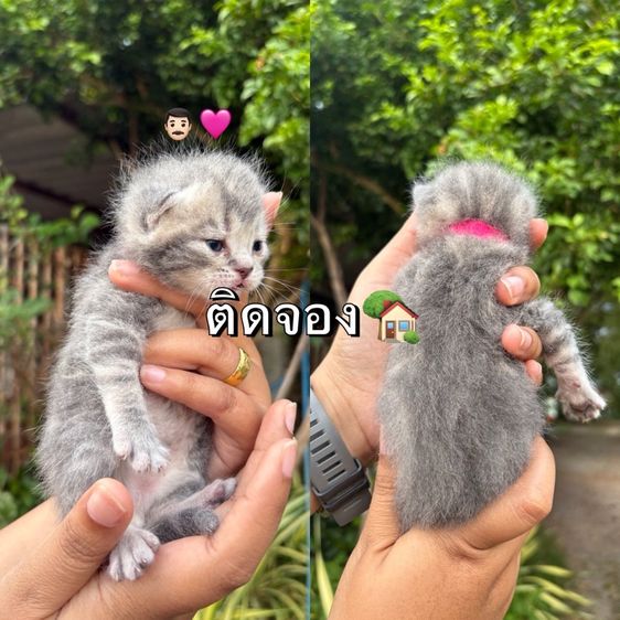 สก็อตติชแท้ รูปที่ 5