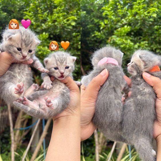 สก็อตติชแท้ รูปที่ 2