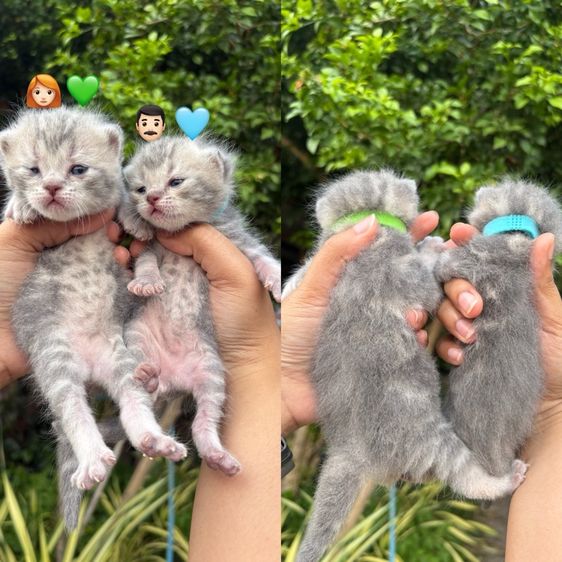 สก็อตติชแท้ รูปที่ 4