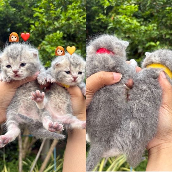 สก็อตติชแท้ รูปที่ 3