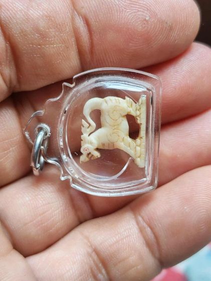 สิงห์คอม้า2ขวัญหลวงพ่อมุ่ยวัดดอนไร่ รูปที่ 3