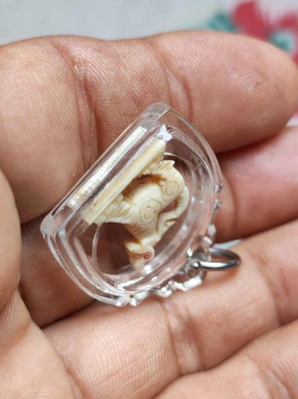 สิงห์คอม้า2ขวัญหลวงพ่อมุ่ยวัดดอนไร่ รูปที่ 7